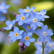 213 semillas azules falsas de Manonia, alta tasa de germinación, fuerte resistencia a la sequía, crecimiento rápido, semillas de flor ornamental hortícola - 213 - Ver 3