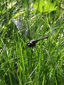 4pcs Realistic Dragonfly Garden Decor Stakes, DIY 3D Dragonfly Plug-Ins With Support Rods, Suitable For Indoor/Outdoor Mosquito Repellent, Flower Pots, Gardens, Yards, Lawns, No Battery Required - Gift For Insect Lovers And Home Decor, Durable PVC Material, Suitable For Christmas And Thanksgiving, Holiday Decoration - Multicolor - View 10