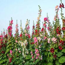 Semillas de Plantación de Flores Shu Kui - 342+ Colores Mixtos, No GMO, Adecuadas para Jardines Interiores y Exteriores - 342 - Ver 5