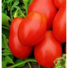 137 Roman VF Tomato Se.Eds For Growing Non-GMO Ancient Genetic Se.Eds, Garden Vegetable S.Eeds - 137 Items - View 3