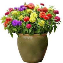 Plantar sementes - Ver 3