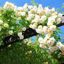 1005+ Mixed Hybrid Rambling Rose Seeds For Planting Outdoors-Rare Climbing Rose Seeds Plant -Roses Bushes Seed For Fence And Archway Repeat Flowering And Fragrant Romantic Gardens Outdoors - Hỗn hợp - Xem 5