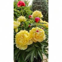 Live Plants - PEONY SEEDS 50-26 - View 5