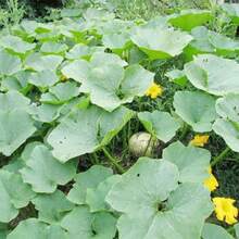 180 Pieces Of Pink Banana Winter Melon S.Eeds For Planting - 180 Pieces - View 2