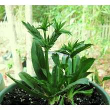 Culantro Herb Eryngium Foetidum Recao Edible Latin Cuisine Spice Seed 200 Seeds - As Pic - View 5