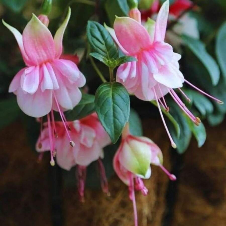 184 semillas de Enkianthus rojo púrpura, semillas Sow Right, flores perennes resistentes a la sequía, adecuadas para plantar en jardines interiores y exteriores bajo plena luz. - 184 - Ver 1