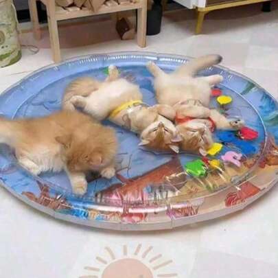 Thảm chơi hình tròn vuông bơm hơi cho mèo, giường nước cho thú cưng, thảm làm mát mùa hè cho mèo và chó, thảm chơi ốc đảo cho thú cưng, thảm chơi giường nước, chất liệu PVC dày chống trầy xước, mát mẻ và thoải mái khi chạm vào.