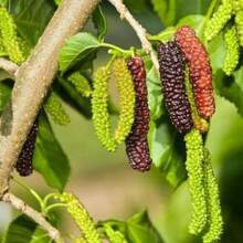 Semillas de Morera Premium para Plantas de Morera Exuberantes de Exterior con Frutos Largos - Semillas de morera - Ver 9