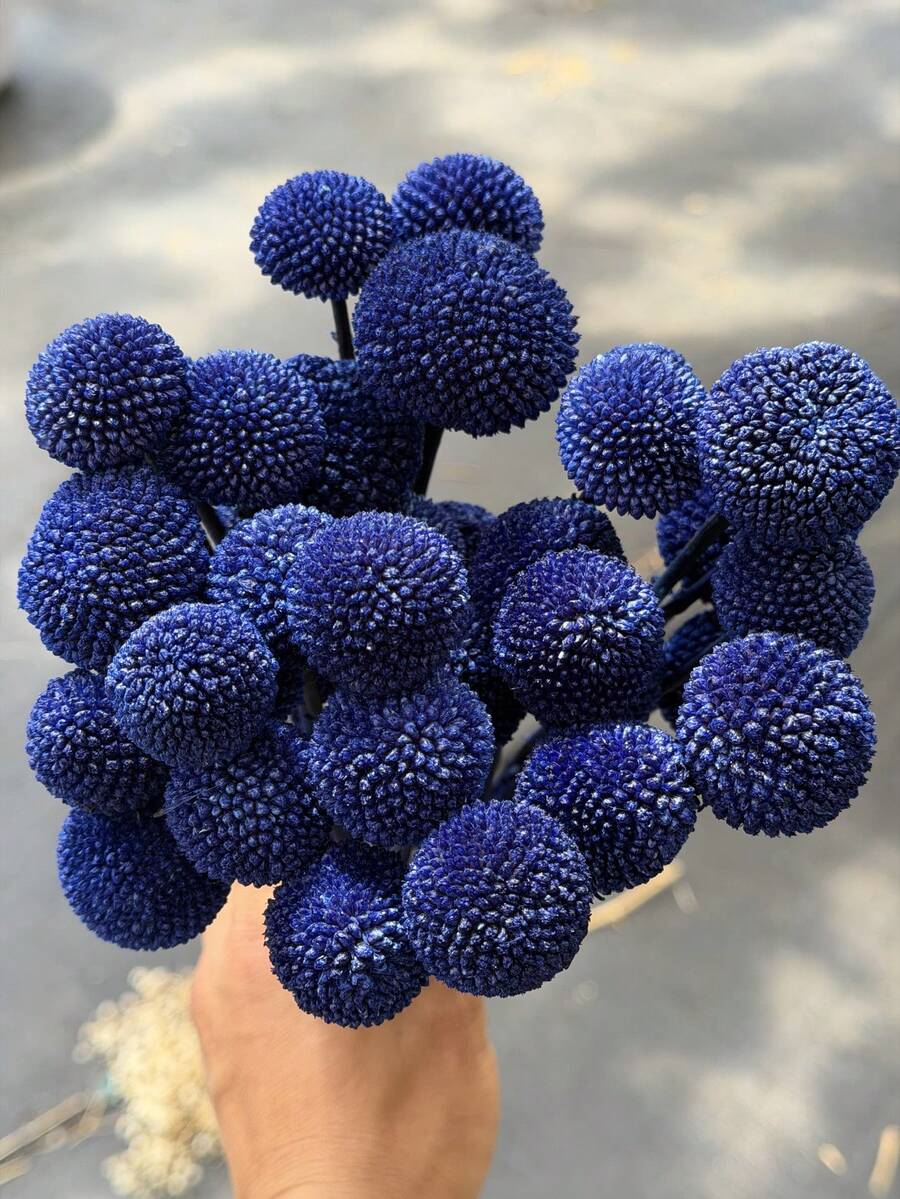 10/20/30 支装仿真天然金色干花花束 - 晶莹剔透的雪球花，鲜艳的黄色球状花朵，适合 DIY、婚礼和家居装饰，经久耐用，可作中心装饰品，风格从乡村到现代皆宜。 - 深寶藍色黃金球 - 查看 1