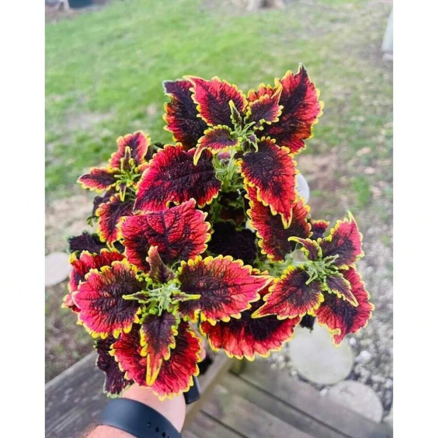 Semillas de Flores de Interior, 270 Semillas para Plantas de Interior, Semillas Aromáticas para Bonsái, Plantación de Flores Perennes, Horticultura, Decoración del Hogar, Plantas Verdes - 263 - Ver 1