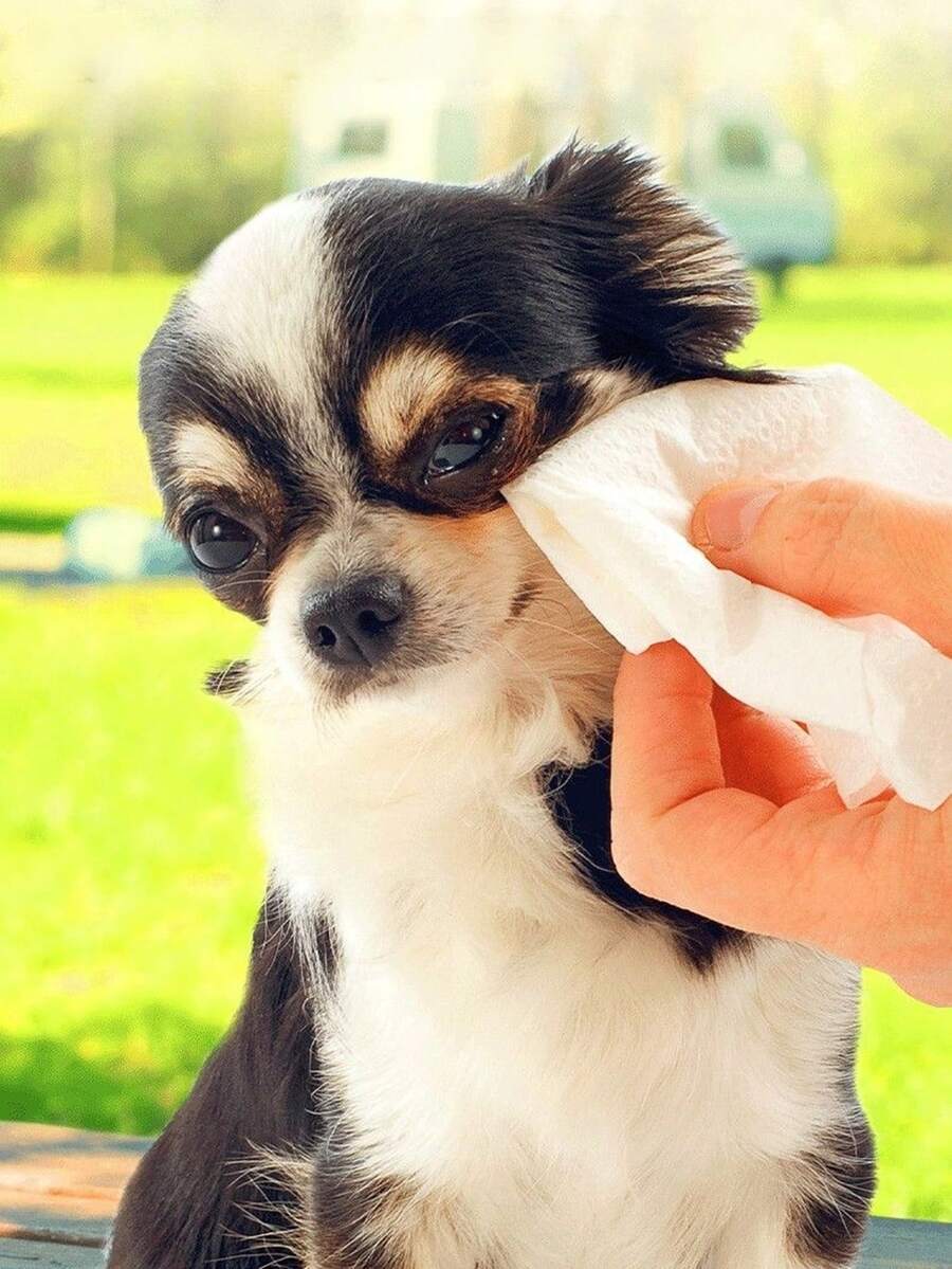 Pet Cleaning, Eye, Chin, Leg, Paw, Wet Wipes, Cats, Birds, Rabbits, Pigs, Hamsters, Small Wet Wipes, Dog Cleaning, Tear Removal, Eye Wiping, Body Wiping, Butt Wiping, Pet Specific, Deodorizing, Odor Removing, Sanitary Wet Wipes And Tissues,
