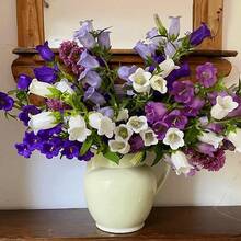 Campanula Bellflower: Atrae a los Polinizadores, Planta Perenne de Floración Impresionante y Fácil de Cultivar - 1000 - Ver 1