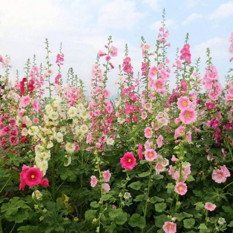 Flower Seeds - View 1