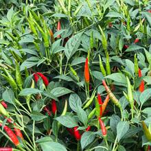 Flower Seeds - View 2