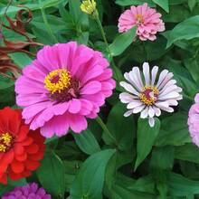Flower Seeds - View 4