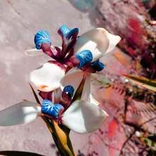 Flower Seeds - View 5