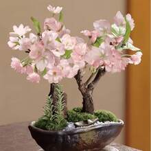 50 rares plantes bonsaïs de cerisier japonais : arbres à fleurs roses, graines de cerisier en pot - Excellents cadeaux pour les amoureux des plantes - Voir 3
