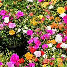 200 Graines de Fleurs de Portulac Rose-Mousse de Couleurs Assorties pour la Plantation, Résistantes à la Chaleur, Faciles à Cultiver, Graines de Fleurs pour Jardin - Voir 2