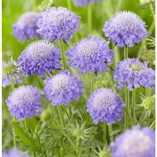Flower Seeds - View 2