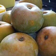 175pcs Apple Mango Seeds (Mango) - 175 - View 4