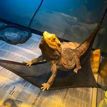 2pcs Bearded Dragon & Gecko Hammock - Breathable Mesh, Removable, Suitable For Large & Small Lizards And Snakes, Anole Lizards, Reptile Hammock - Multicolor - View 5