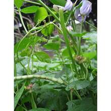 Plant Seeds - View 2