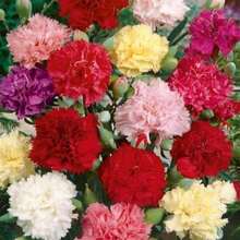 CARNATION DWARF FRAGRANCE Mix1000 graines de fleurs pour jardin de style campagnard, facile à cultiver - Voir 6