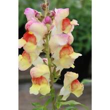 Graines de CANDY CORN SNAPDRAGON Livraison Gratuite, Graines d'Anic Antirrhinum majus, Graines de Fleurs Roses pour Intérieur et Extérieur en Gros, Snapdragon - Voir 6