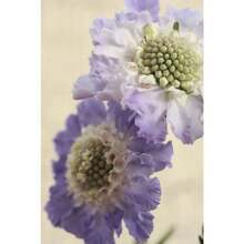 Flower Seeds - View 5