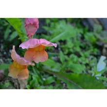 Graines de CANDY CORN SNAPDRAGON Livraison Gratuite, Graines d'Anic Antirrhinum majus, Graines de Fleurs Roses pour Intérieur et Extérieur en Gros, Snapdragon - Voir 5