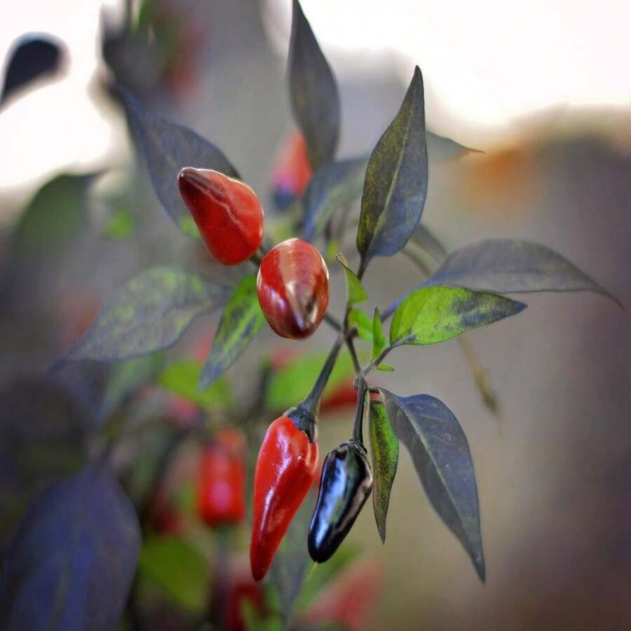 Sementes de flores - Ver 1