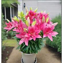 Flower Seeds - View 1
