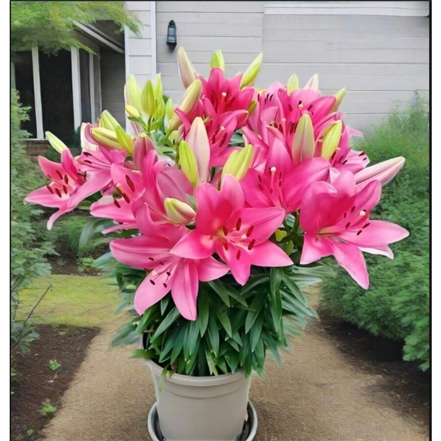 Flower Seeds - View 1