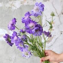 Flower Seeds - View 6
