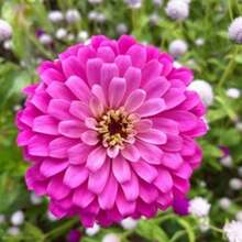 99 Graines de Zinnia Faciles à Cultiver, Multicolores, à Floraison Prolongée, Plantes Ornementales de Jardin Attirant les Papillons, Faciles d'Entretien pour le Jardinage Domestique - Voir 4