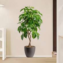 1pc Realistic Green Money Tree Bonsai Wall Sticker, Removable Self-Adhesive Waterproof PVC Decal, Suitable For Entryways, Hallways, Offices, Living Rooms, And Home Decoration. - Wall Stickers - View 5
