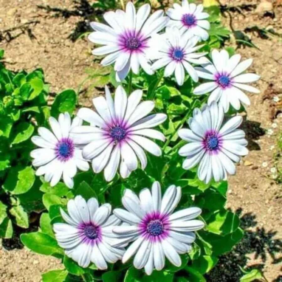 Semi di fiori - Visualizzare 1