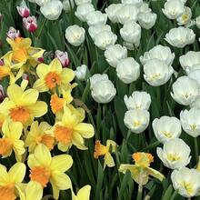 120 graines de tulipes mélangées pour la plantation de tulipes florales vivaces dans plusieurs régions - Voir 4