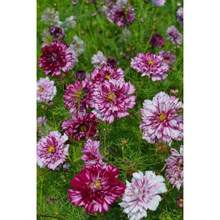 Semillas de plantas - Ver 1