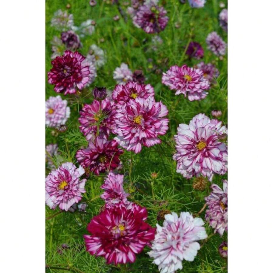 Semillas de plantas - Ver 1