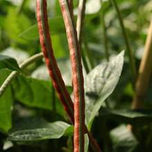 Plant Seeds - View 3