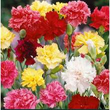 CARNATION DWARF FRAGRANCE Mix1000 graines de fleurs pour jardin de style campagnard, facile à cultiver - Voir 4