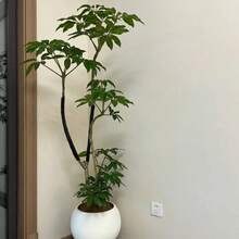 Dây buộc mềm bằng vải, dễ xé, thích hợp cho cây trồng trong chậu, hoa, ô tô, gia đình và sử dụng hàng ngày (1 cái/2 cái/3 cái). - Phong cách ngẫu nhiên - Xem 8