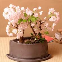 50 rares plantes bonsaïs de cerisier japonais : arbres à fleurs roses, graines de cerisier en pot - Excellents cadeaux pour les amoureux des plantes - Voir 2