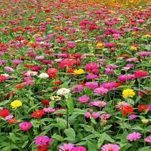 Mixed Color Zinnia Pieces - Multiple Colors - View 3