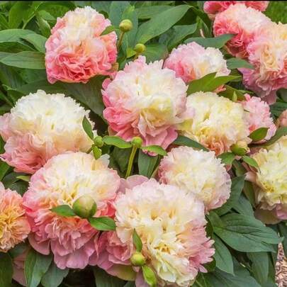Flower Seeds
