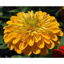 174pcs Flower Seeds - 174 - View 1