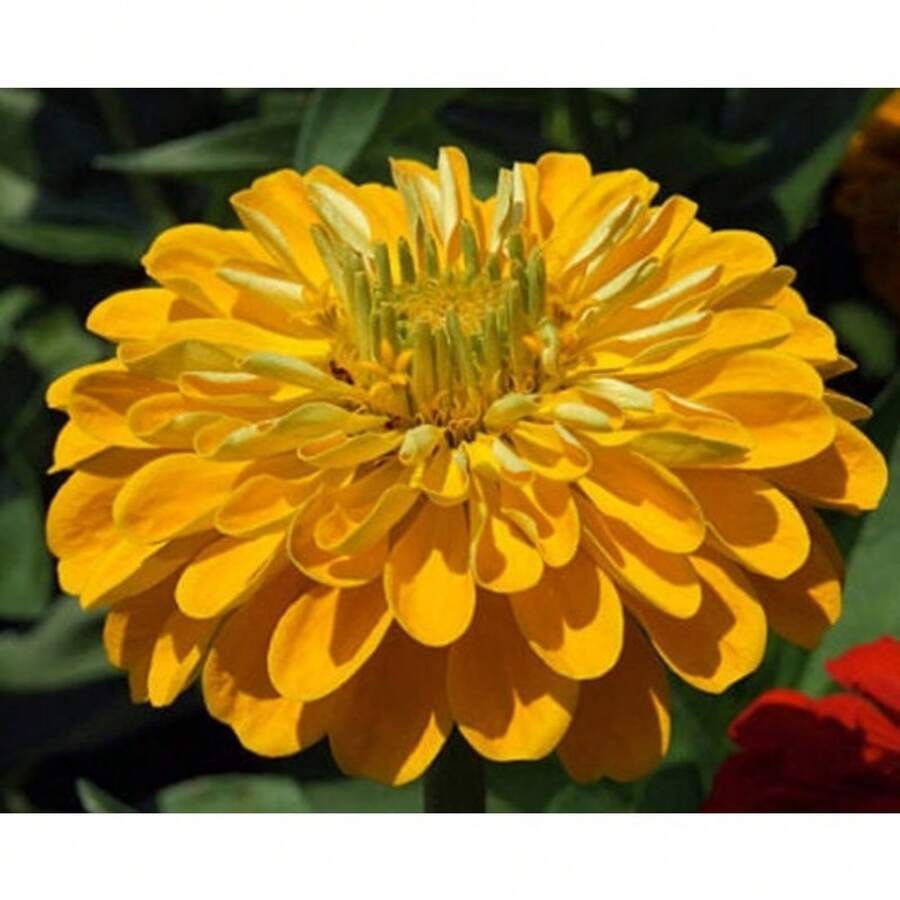 174pcs Flower Seeds - 174 - View 1