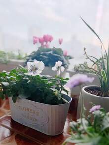 2/1個鐵製花盆,可懸掛且易於移動。適合種植多肉植物、小型盆栽植物、季節性花卉如草莓,也可用於展示人造植物。適合花園、露台和房間裝飾。 - 隨機款式 - 查看 3