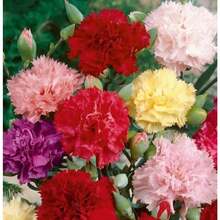 CARNATION DWARF FRAGRANCE Mix1000 graines de fleurs pour jardin de style campagnard, facile à cultiver - Voir 3